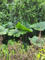 Xanthosoma robustum