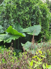 Xanthosoma robustum