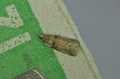 Acrobasis