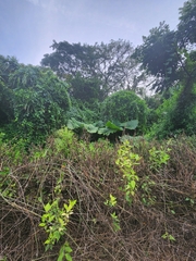 Xanthosoma robustum