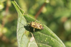 Taedia