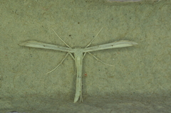 Hellinsia homodactylus