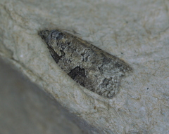 Apotomis infida