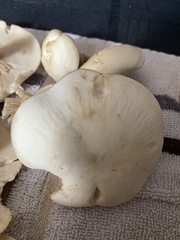 Clitocybe robusta