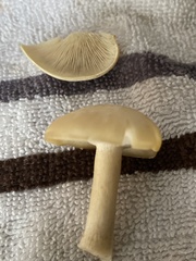 Clitocybe robusta