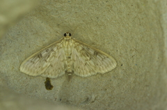 Herpetogramma aquilonalis