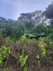Xanthosoma robustum