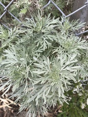 Artemisia arborescens