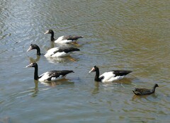 Anseranas semipalmata