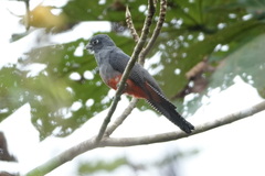 Trogon curucui