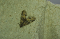 Elophila obliteralis