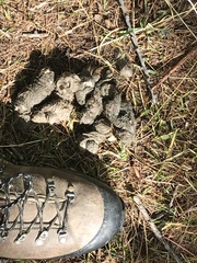 Canis lupus italicus