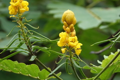 Senna reticulata