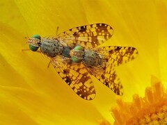 Austrotephritis poenia