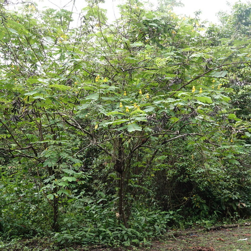 Senna reticulata