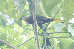 Psarocolius angustifrons