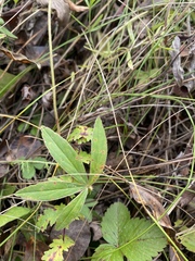 Potentilla alba