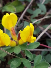 Chamaecytisus hirsutus