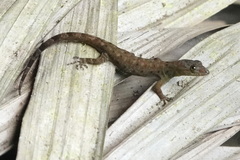 Gonatodes concinnatus