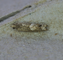 Eucosma parmatana