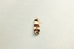 Philenora aspectalella