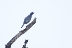 Gymnoderus foetidus
