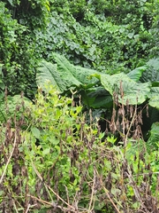 Xanthosoma robustum