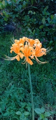 Lycoris aurea