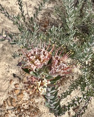 Leucospermum calligerum
