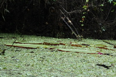 Victoria amazonica