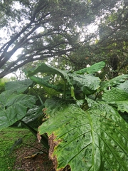 Xanthosoma robustum