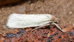 Acraephnes litodes