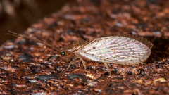 Micromus tasmaniae
