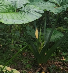 Xanthosoma robustum