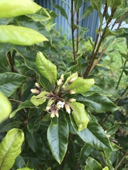 Pittosporum