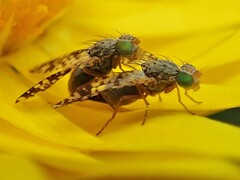 Austrotephritis poenia