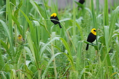 Chrysomus icterocephalus