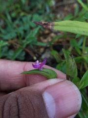 Cyanotis fasciculata