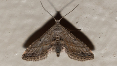 Araeopteron canescens
