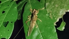Gryllacrididae