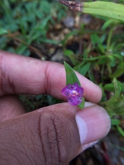 Cyanotis fasciculata