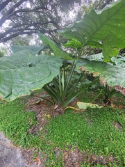 Xanthosoma robustum
