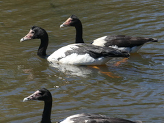 Anseranas semipalmata
