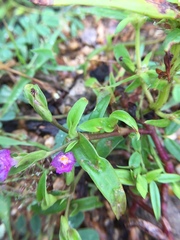 Cyanotis fasciculata