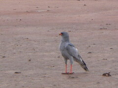 Melierax canorus argentior