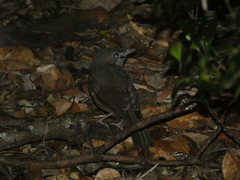 Colluricincla rufogaster