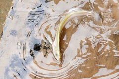 Rhaphiodon vulpinus