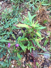 Cyanotis fasciculata