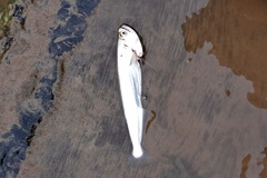 Rhaphiodon vulpinus