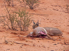 Caracal caracal caracal